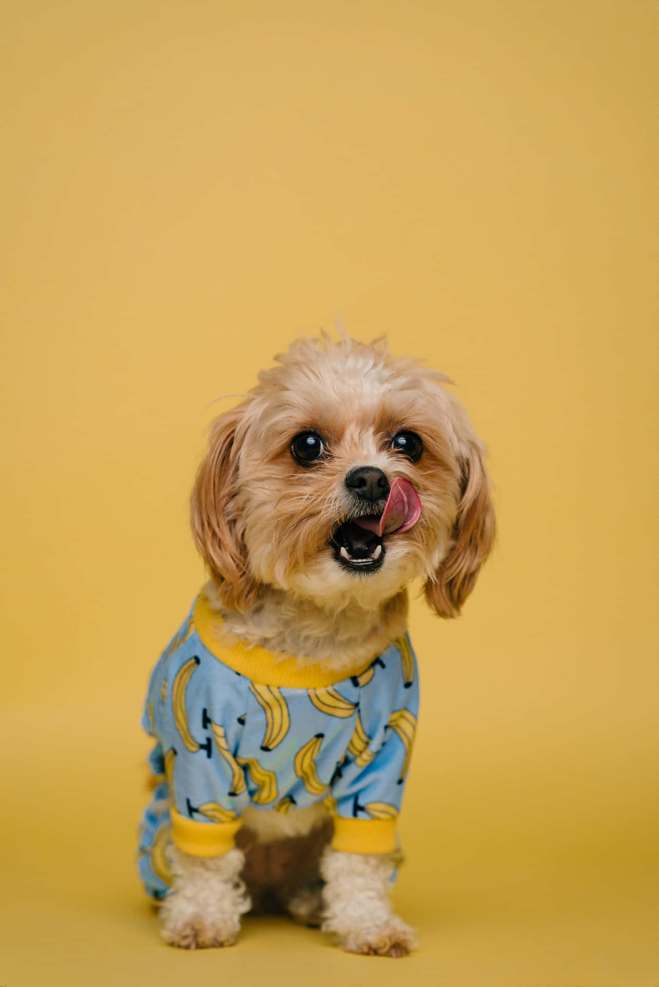 Shih Tzu Banana Shirt Background