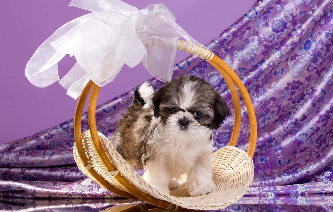 Shih Tzu Basket Purple Background