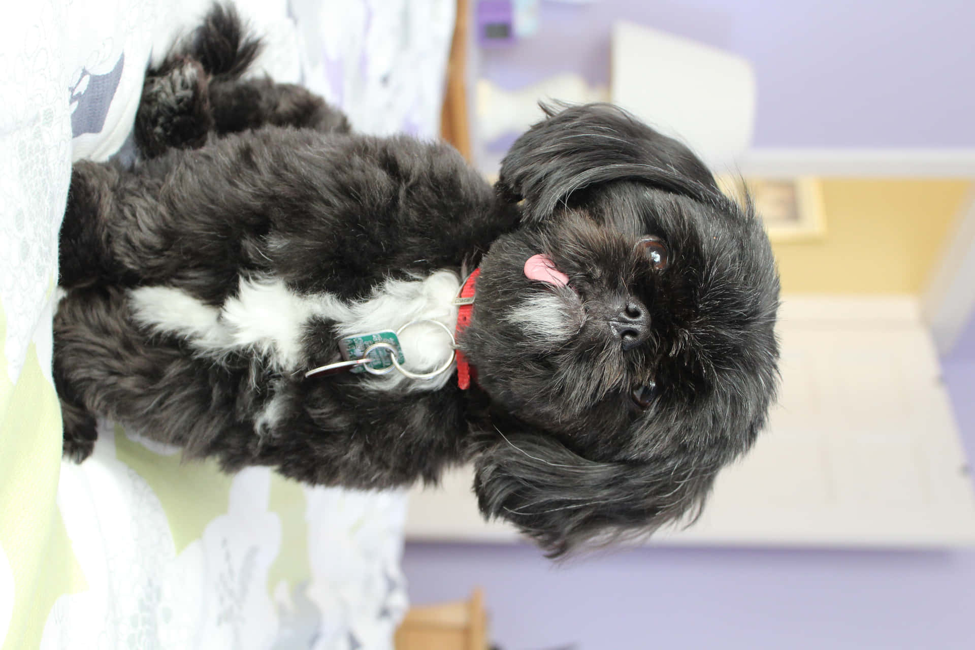 Shih Tzu Black Fur Background