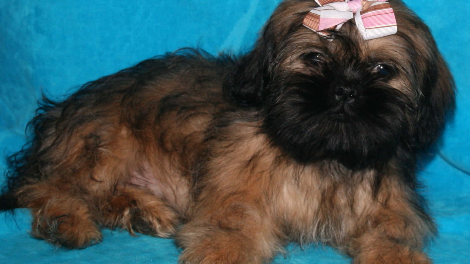 Shih Tzu Brown And Black Hair Background