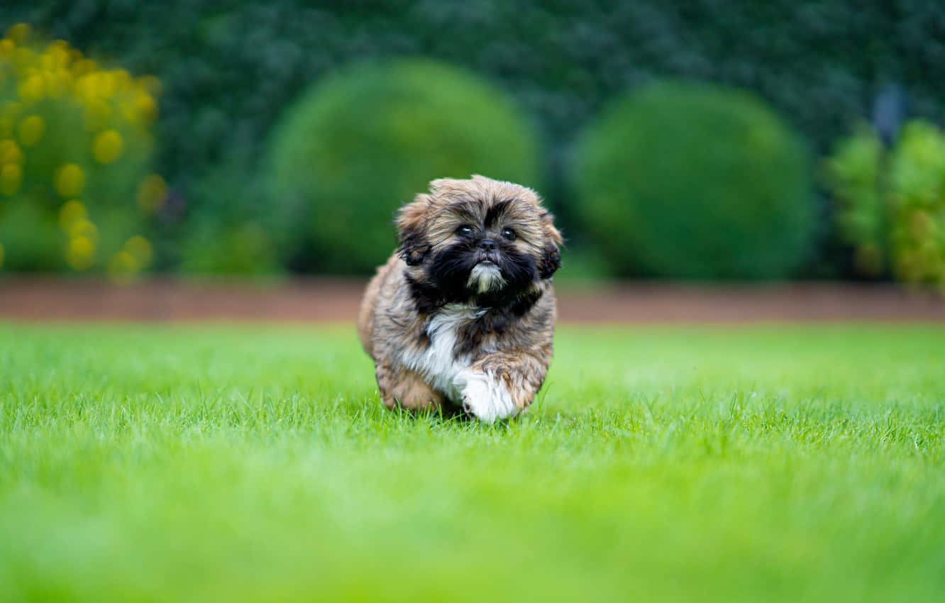 Shih Tzu Brown Fur Puppy Background