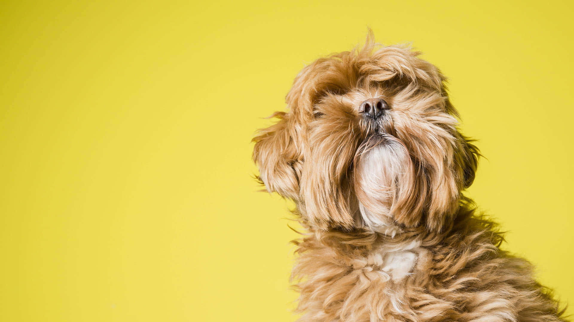 Shih Tzu Brown Fur Yellow Background Background