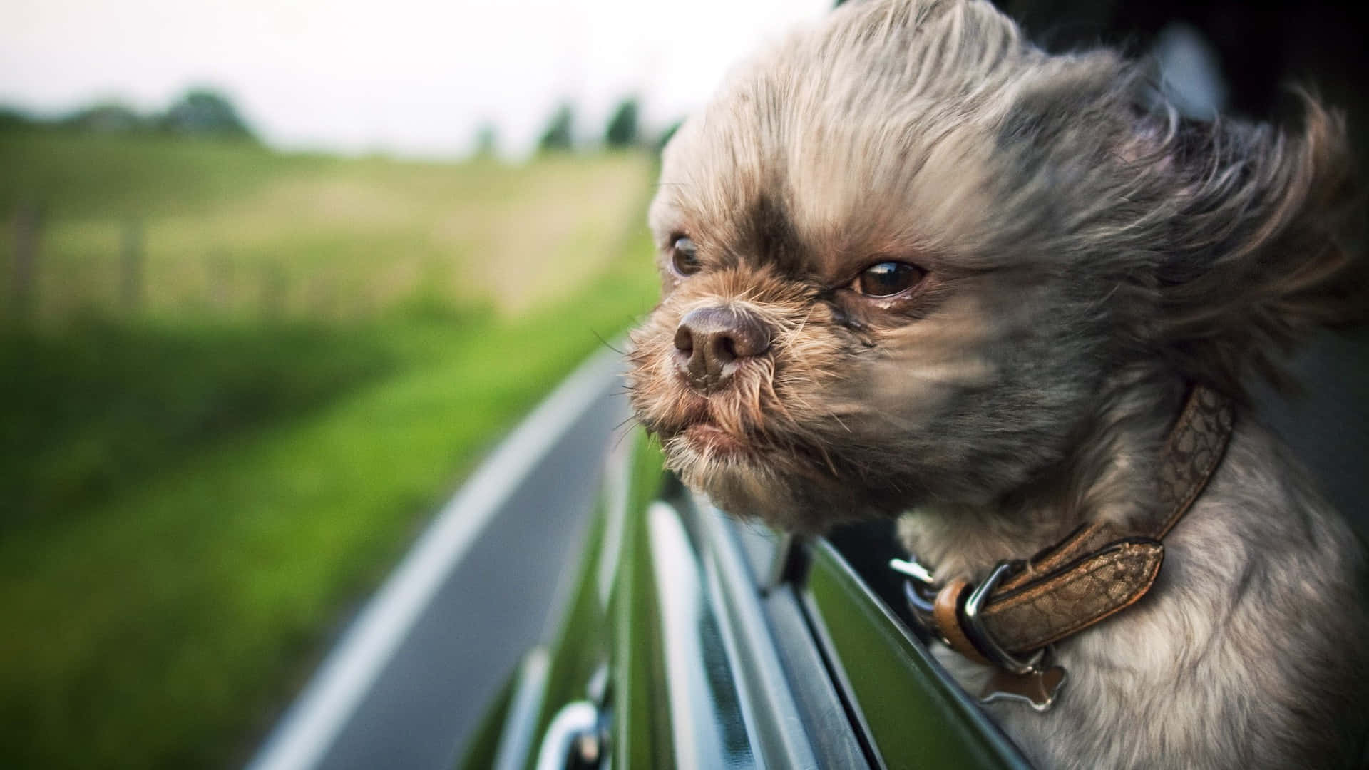 Shih Tzu Car Window Background