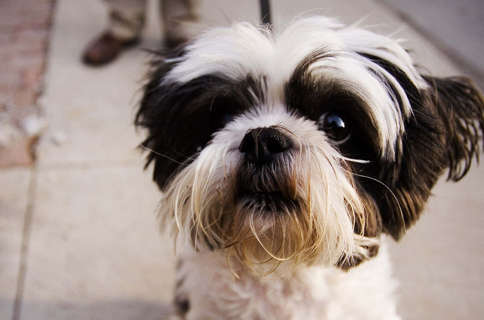 Shih Tzu Cute Look Background