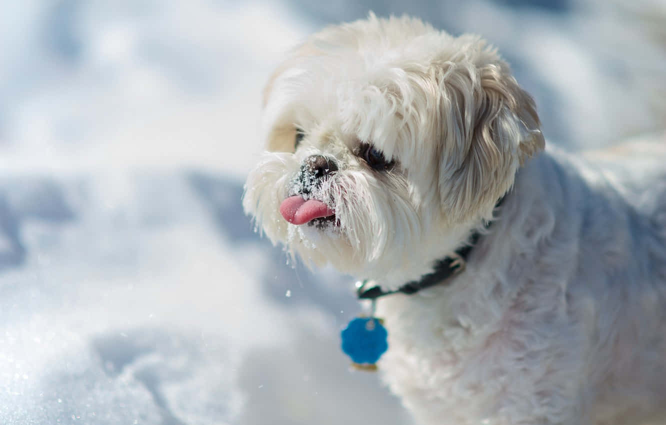 Shih Tzu Cute White Fur Snow Background