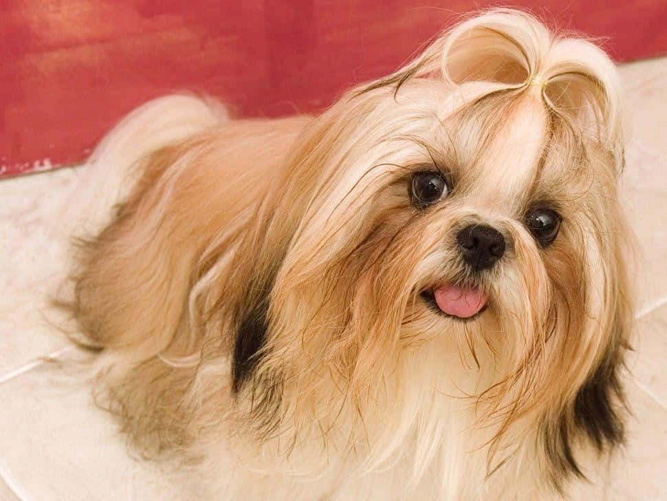 Shih Tzu Dog Breeds