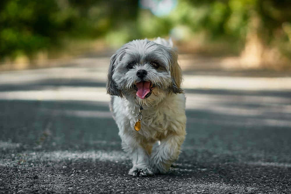 Shih Tzu Dog Cute Animal Crossing Background