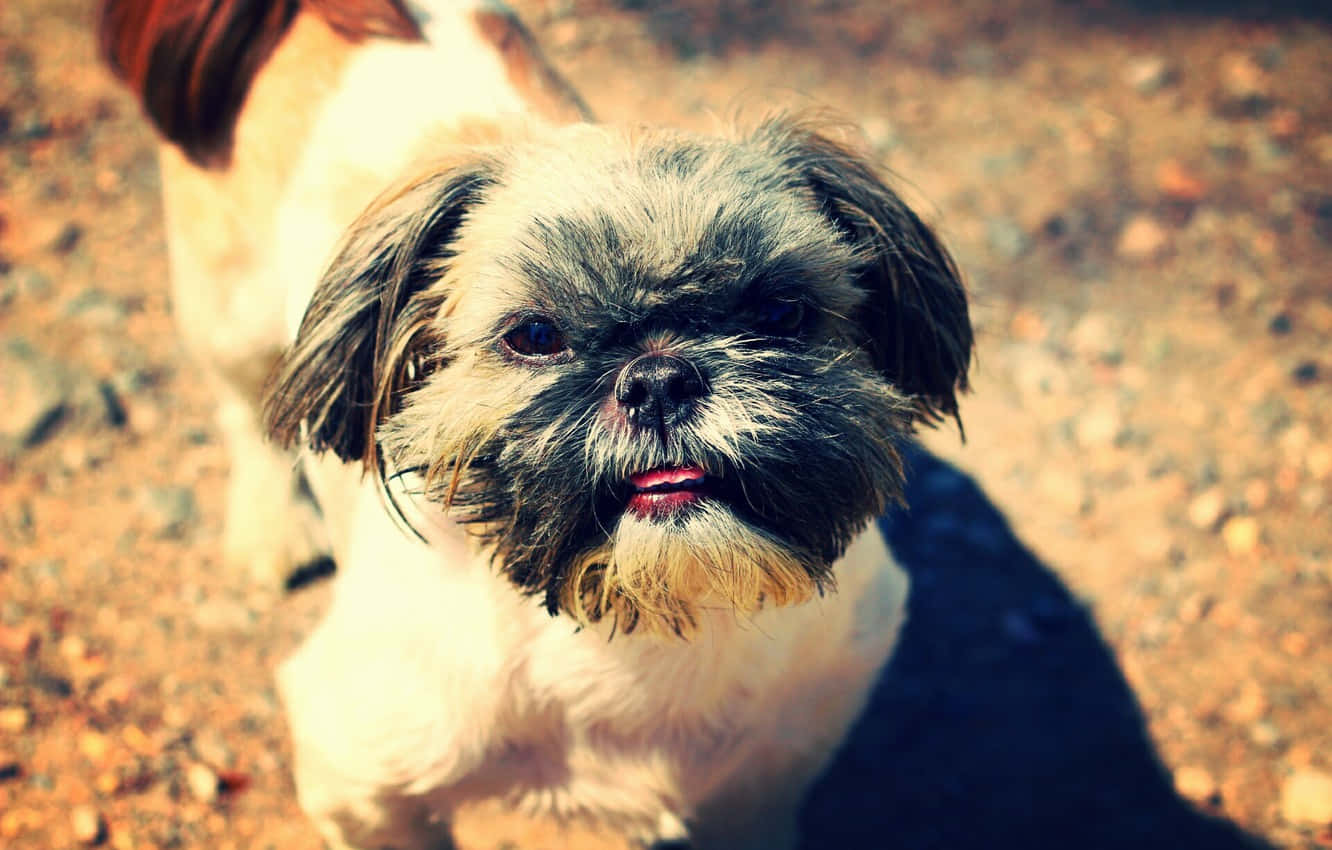 Shih Tzu Dog Outside Background