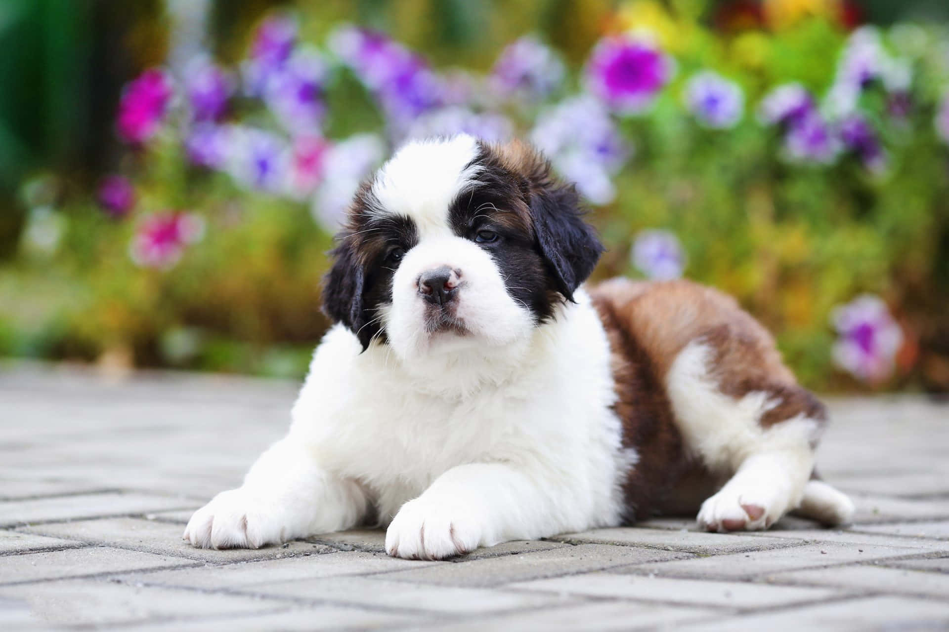 Shih Tzu Flowers Background Background