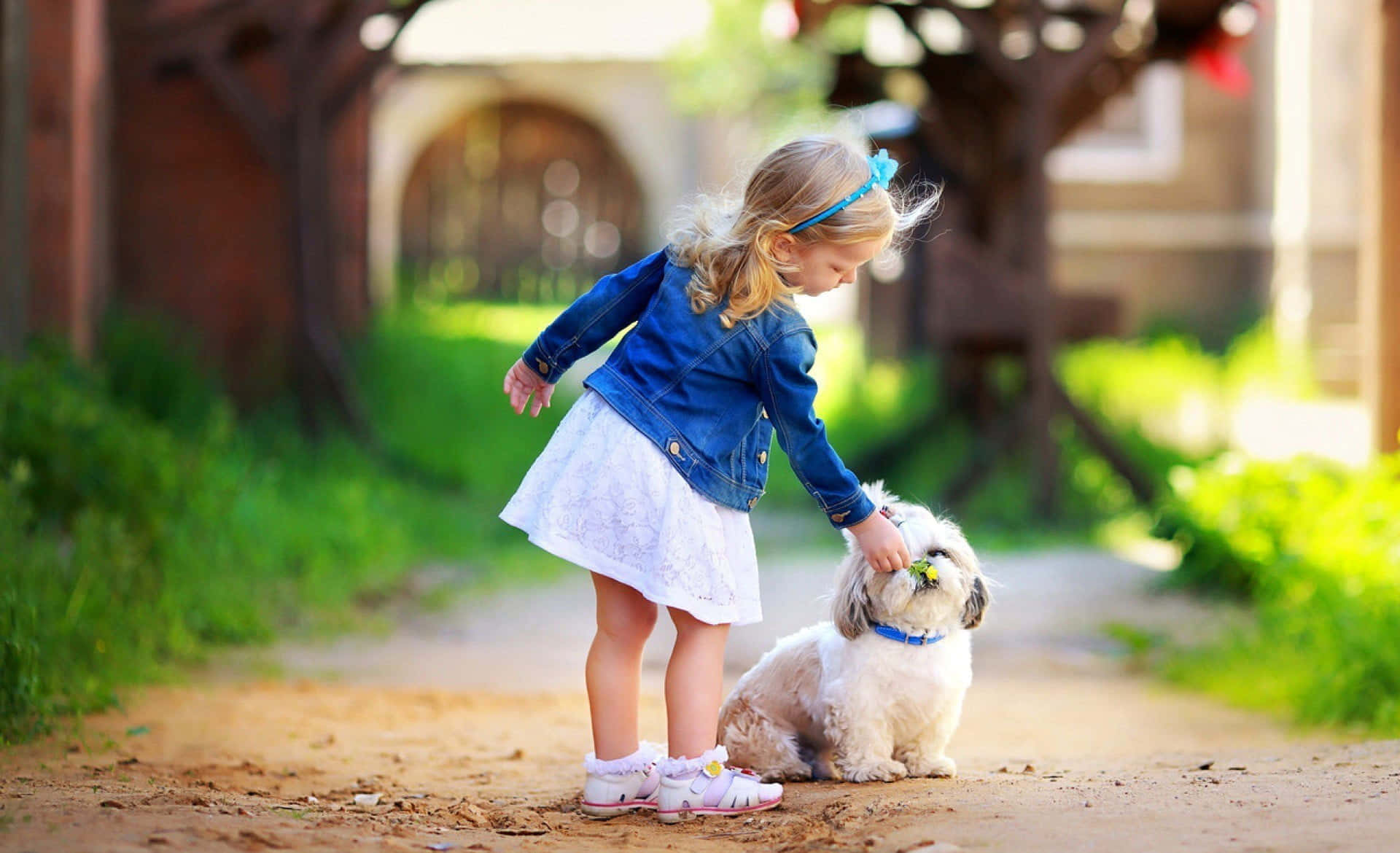 Shih Tzu Friends With Little Girl Background