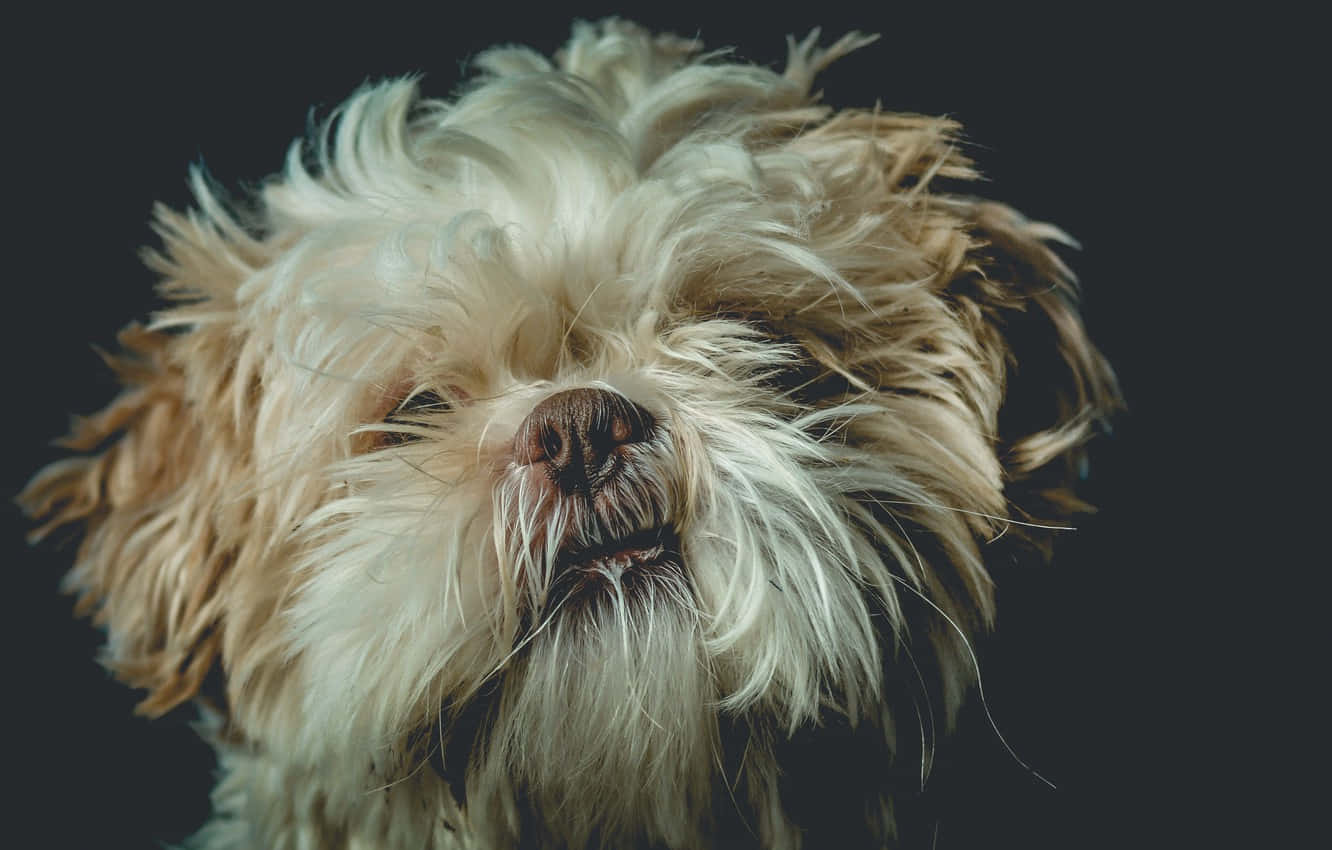 Shih Tzu Fuzzy White Hair Background