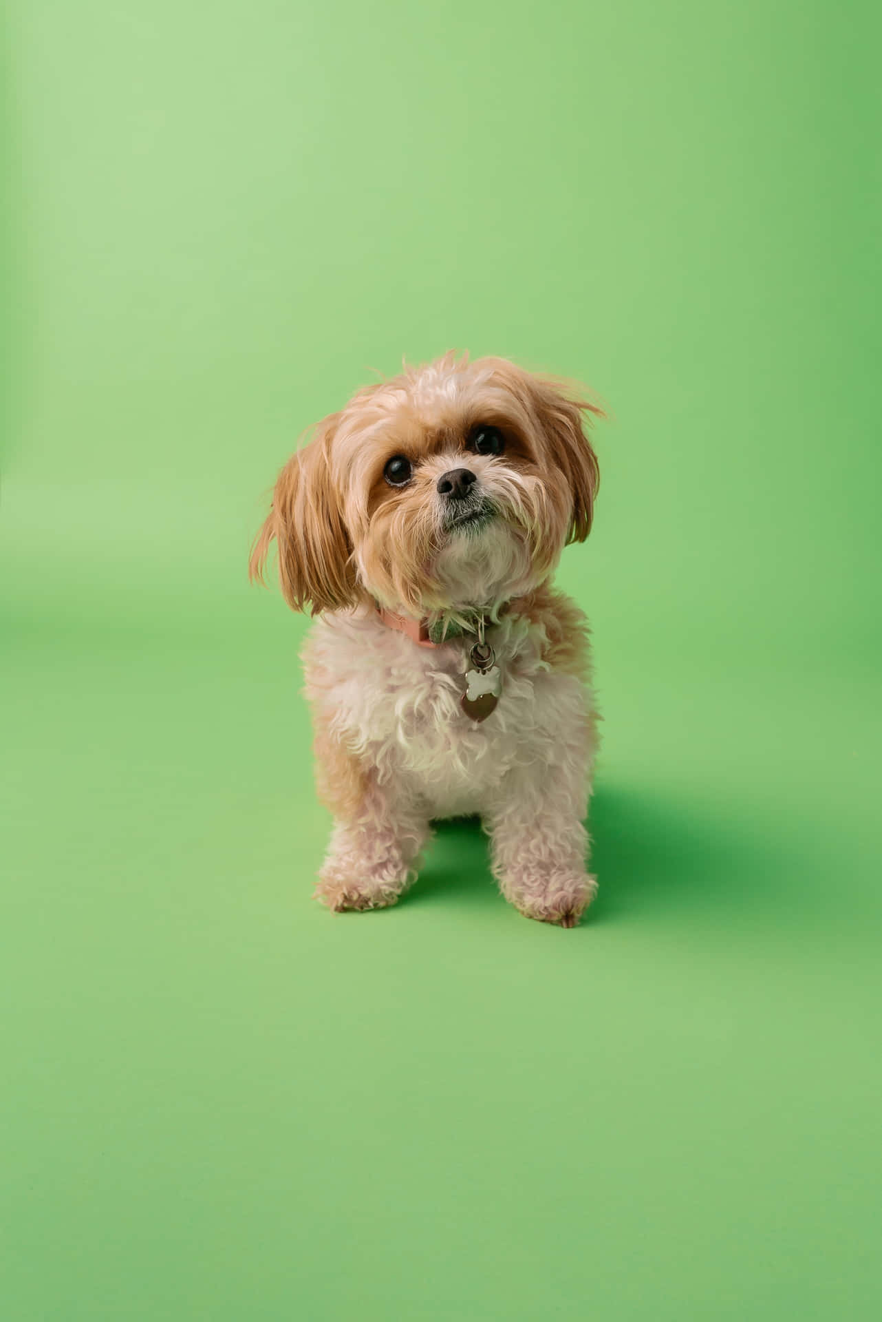 Shih Tzu Green Themed Photoshoot Background