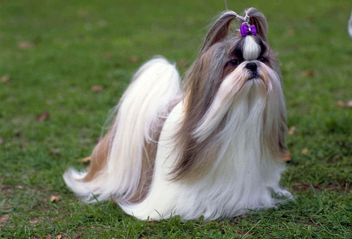 Shih Tzu Hair Tied Outdoors