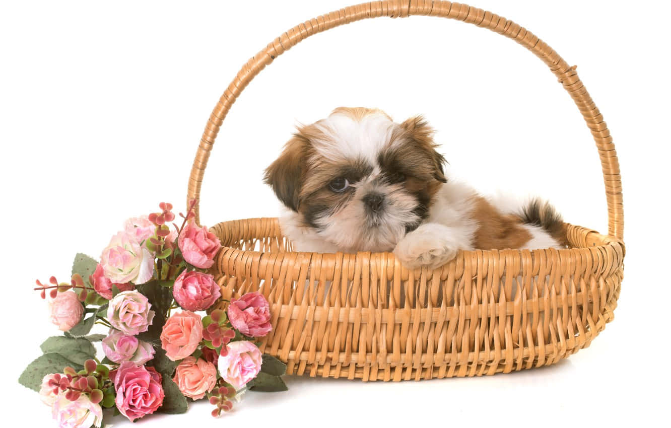 Shih Tzu In A Basket Background