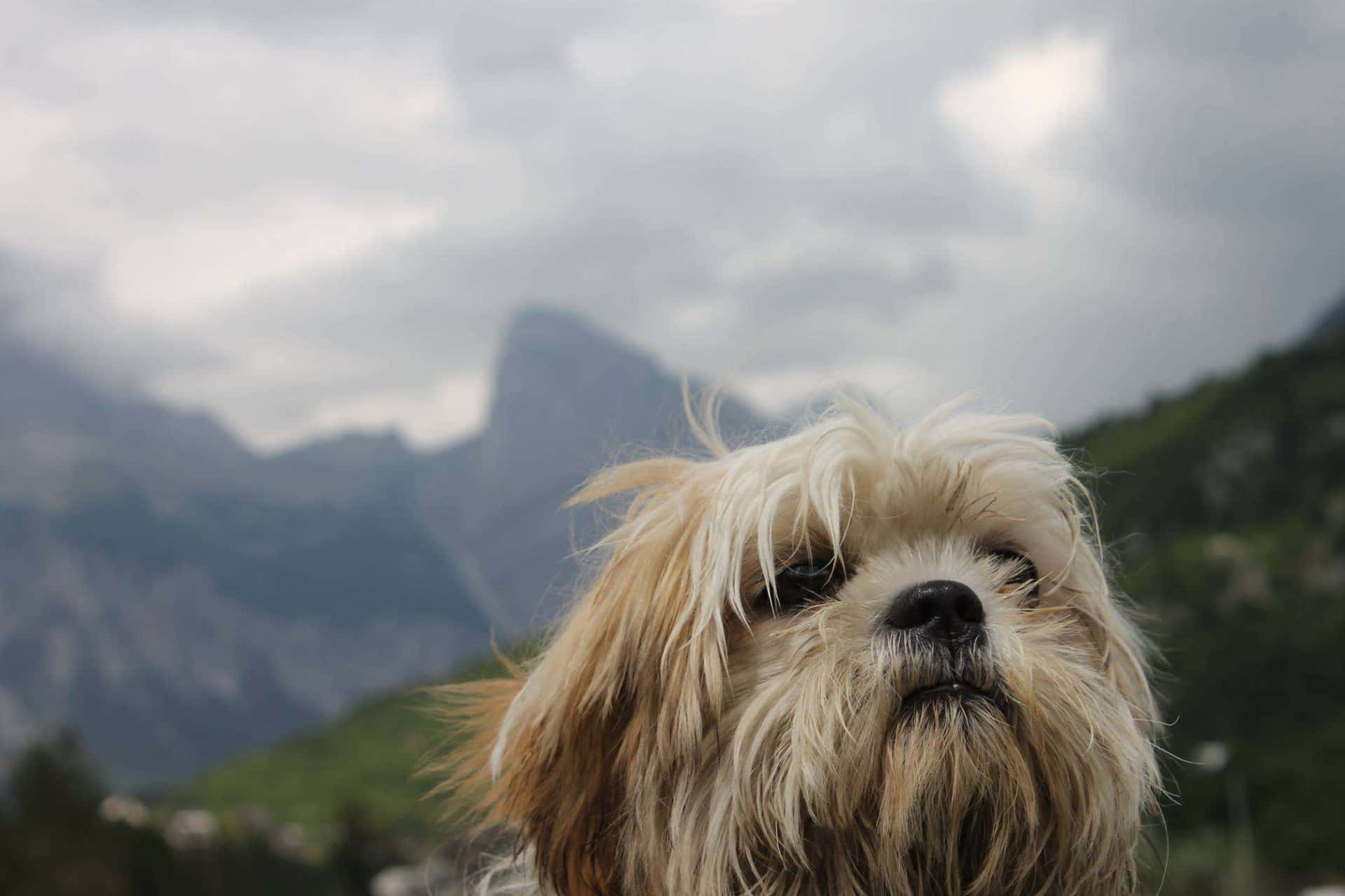 Shih Tzu In The Mountains Photo