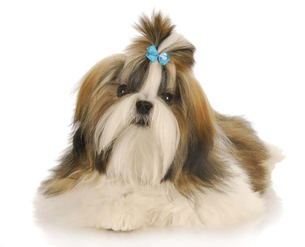 Shih Tzu Long Tied Hair