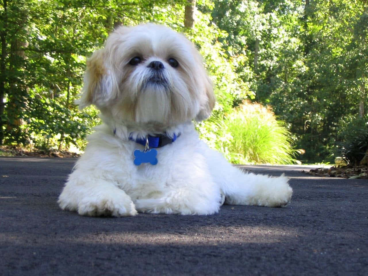 Shih Tzu Pet On The Road Background