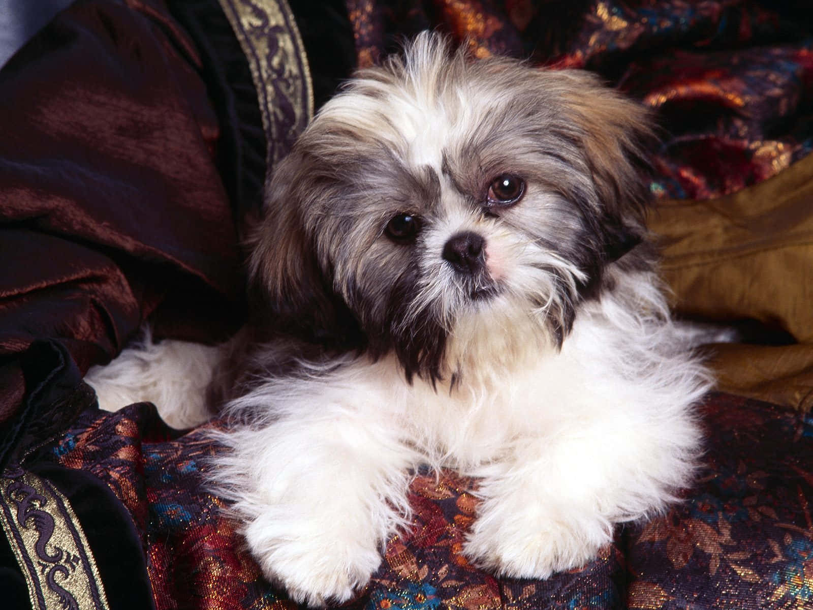 Shih Tzu Photo Posing Background