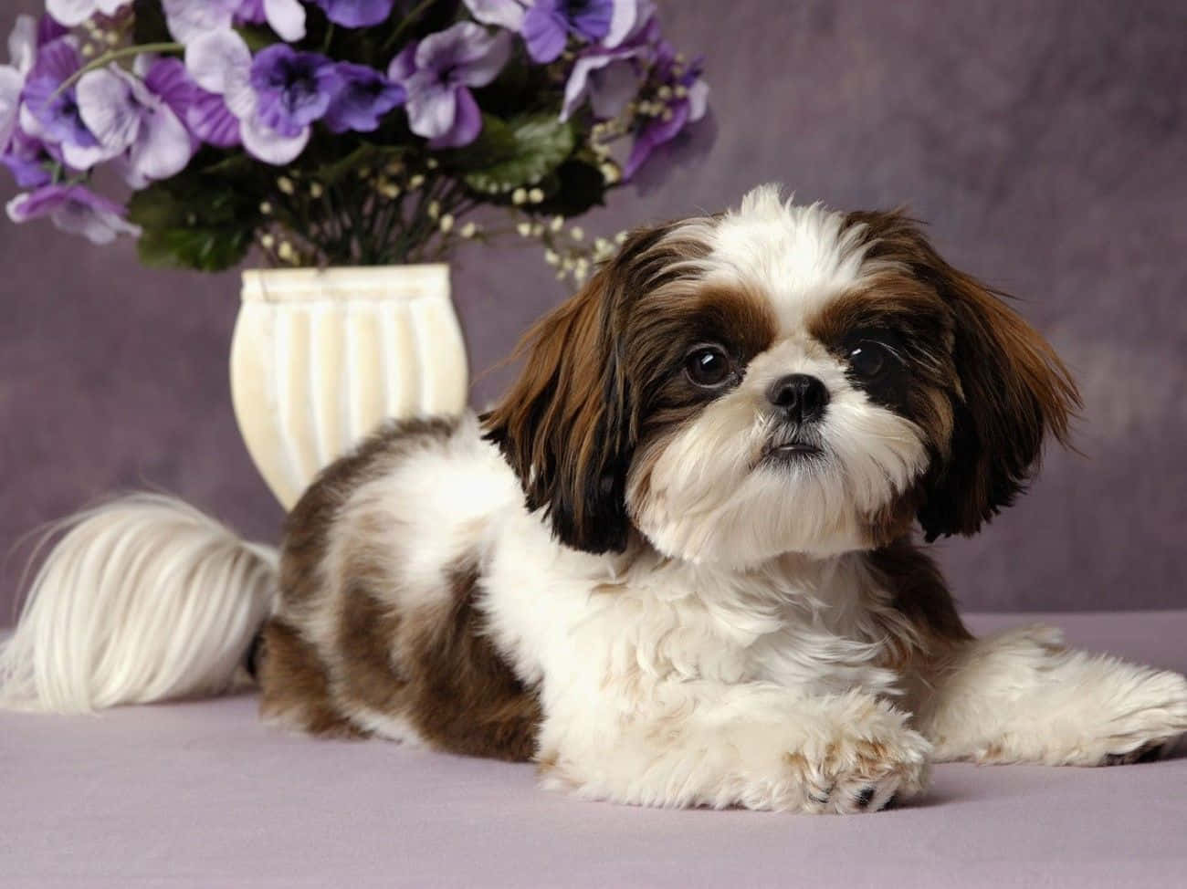 Shih Tzu Photoshoot Brown And White Haired Background