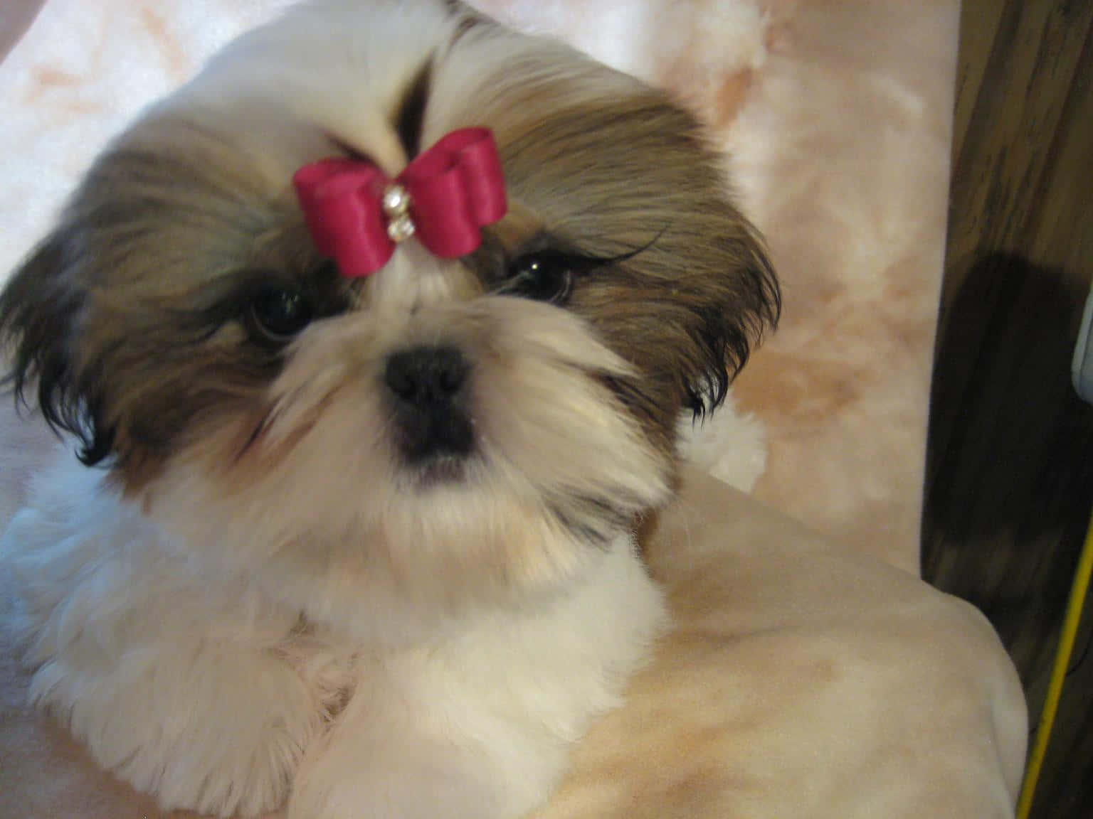 Shih Tzu Pink Ribbon Background