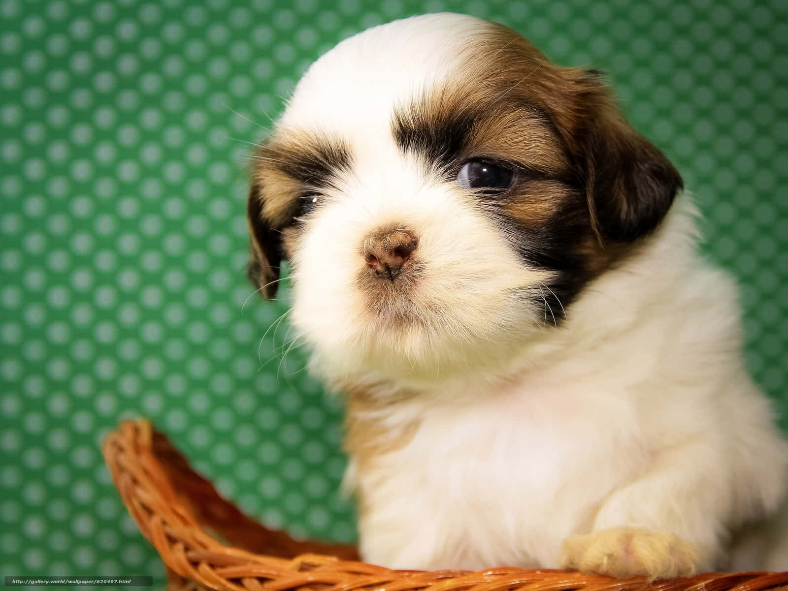 Shih Tzu Puppy On Wooden Surface Background