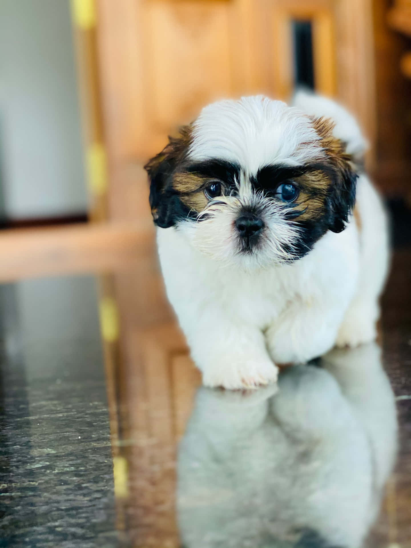 Shih Tzu Puppy Walking Towards Camera Background