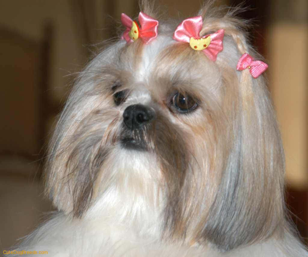 Shih Tzu Ribbons On Hair