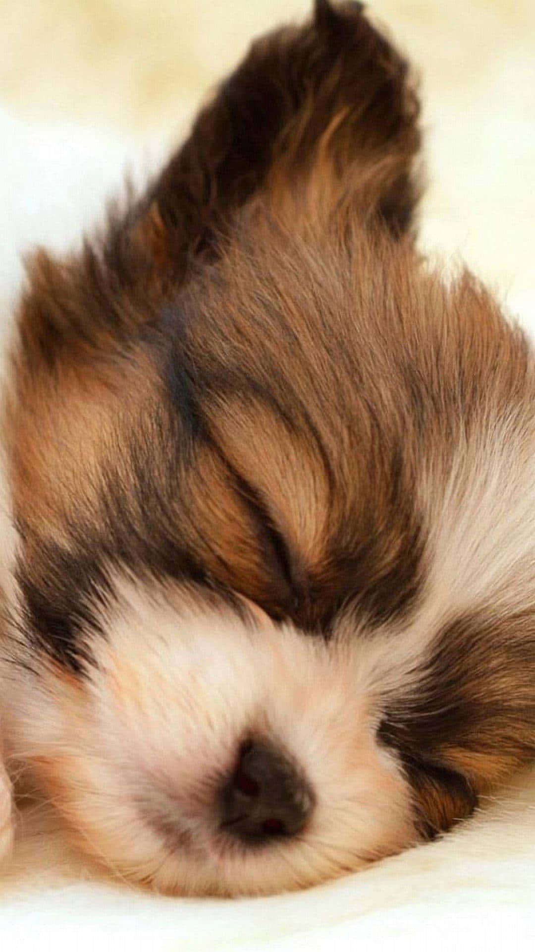 Shih Tzu Sleeping Brown And White Fur Background