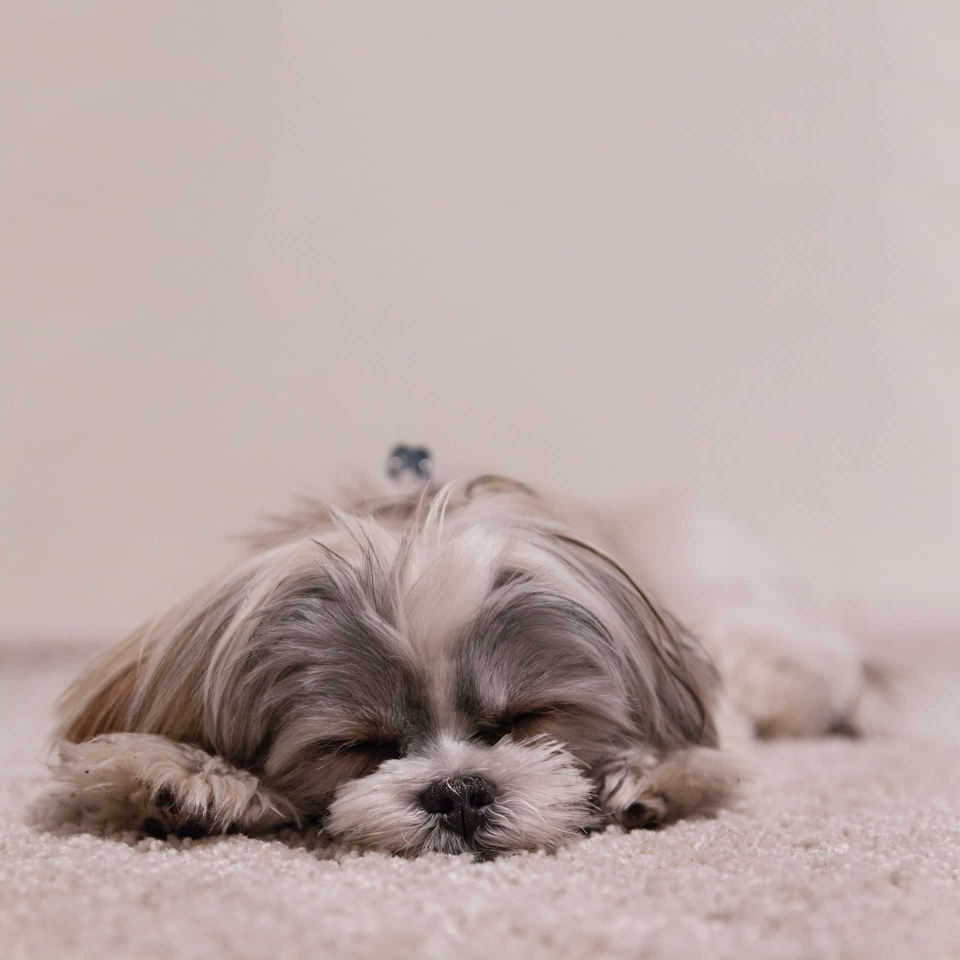 Shih Tzu Sleeping Cute Background