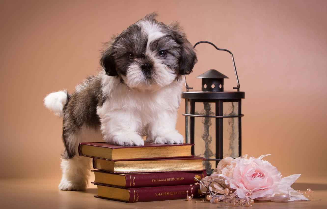 Shih Tzu Standing On Stack Of Books Background