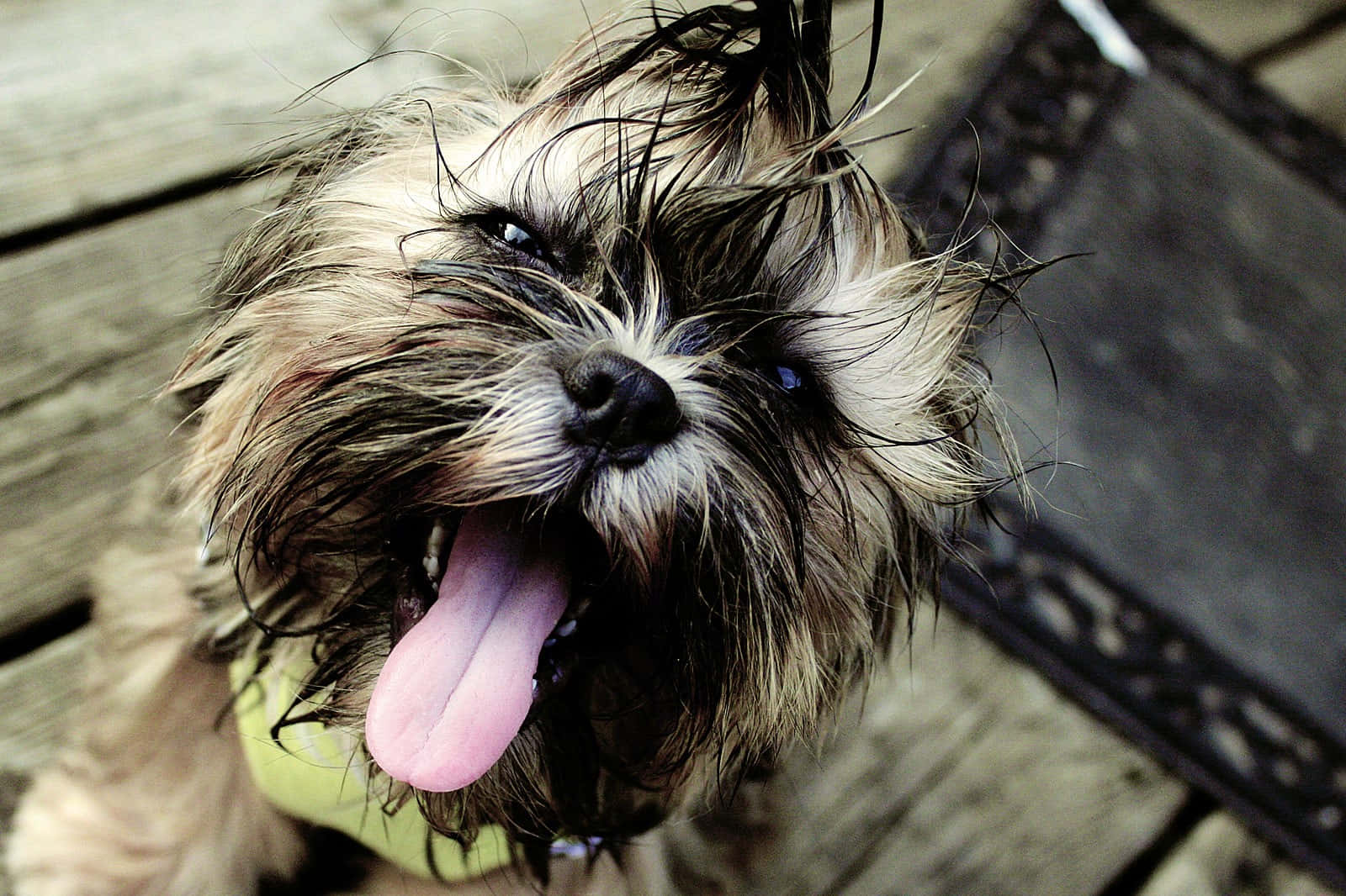 Shih Tzu Tongue Out Background