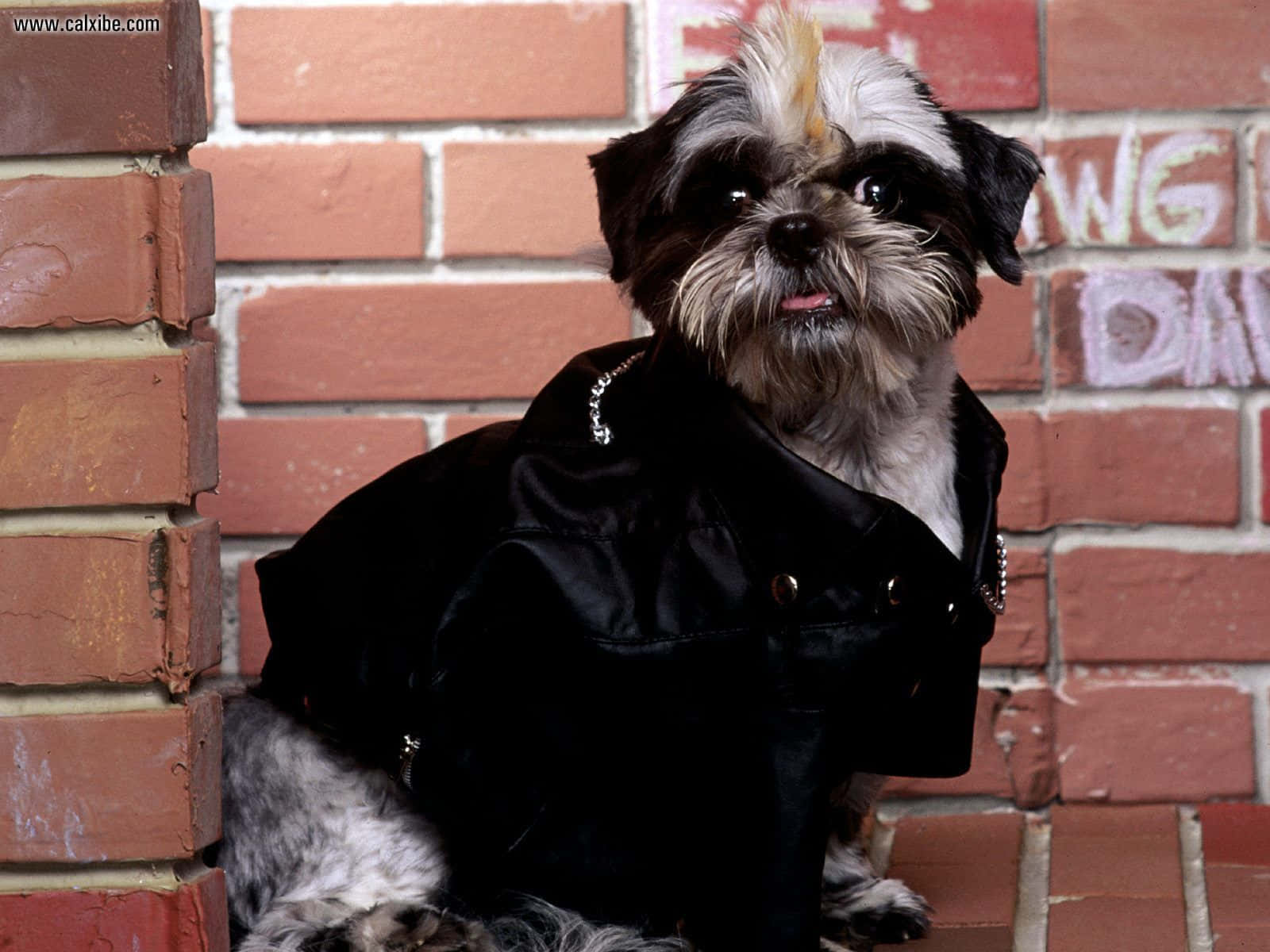 Shih Tzu Wearing Black Coat