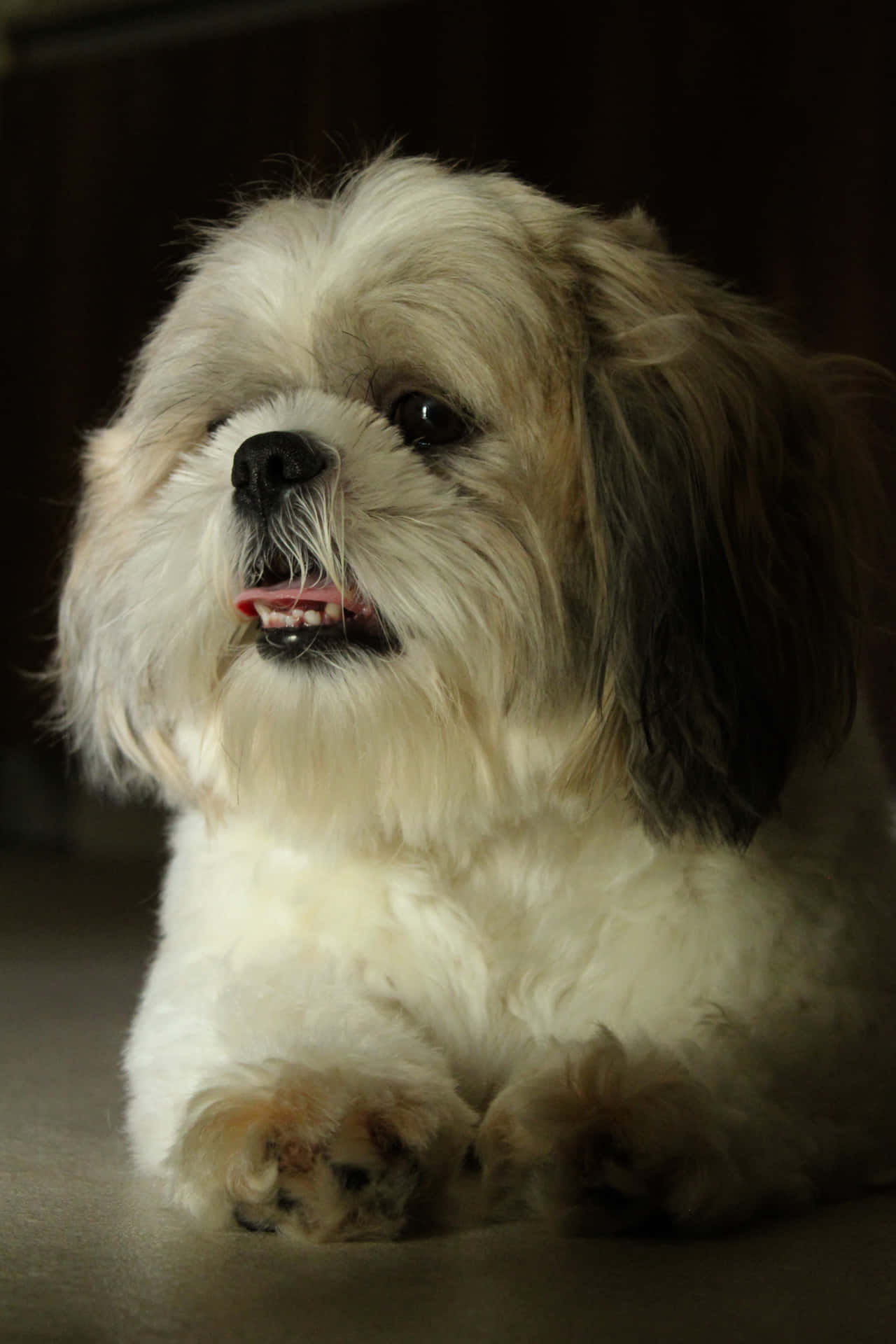 Shih Tzu White And Brown Fur Background