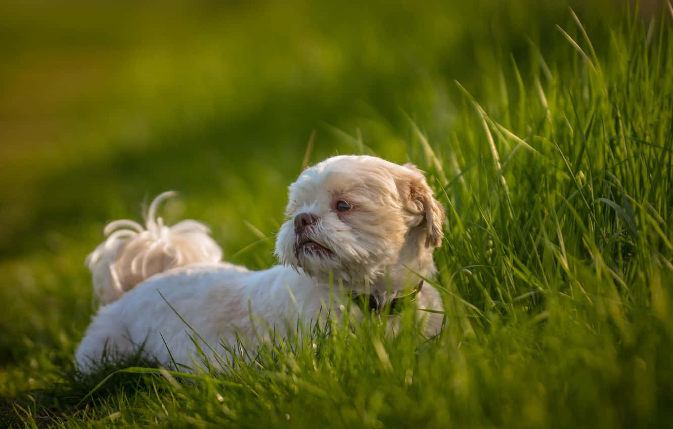 Shih Tzu White Fur In The Field