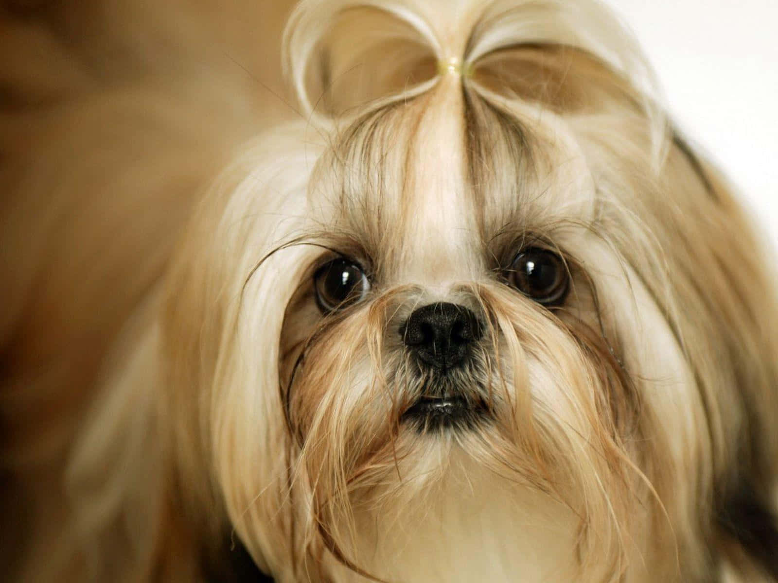 Shih Tzu White Hair Tied