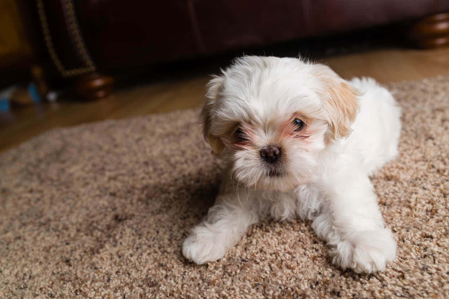 Shih Tzu White Haired Puppy Background