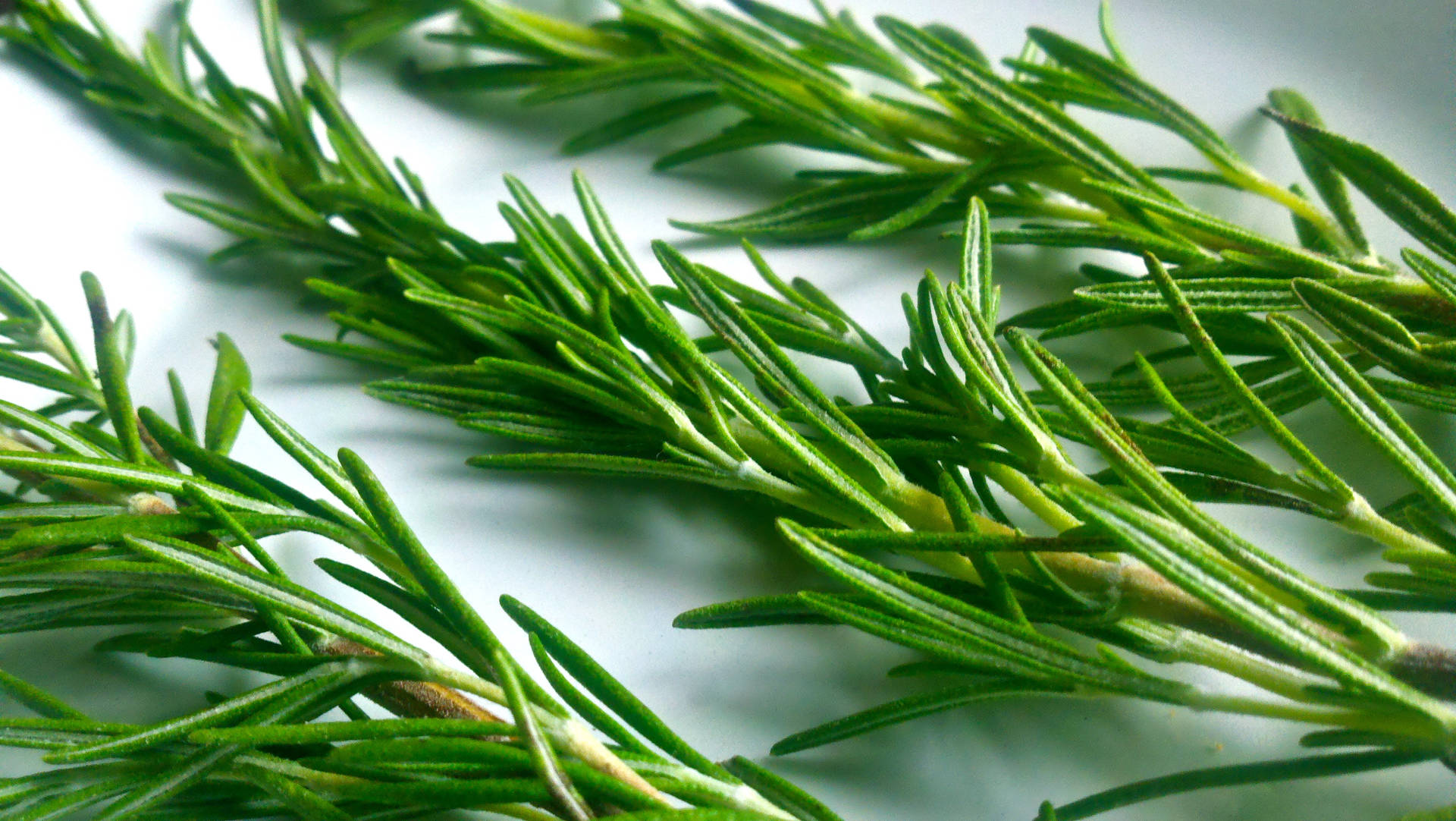 Shimmering Rosemary Sprigs Laid On A White Surface Background