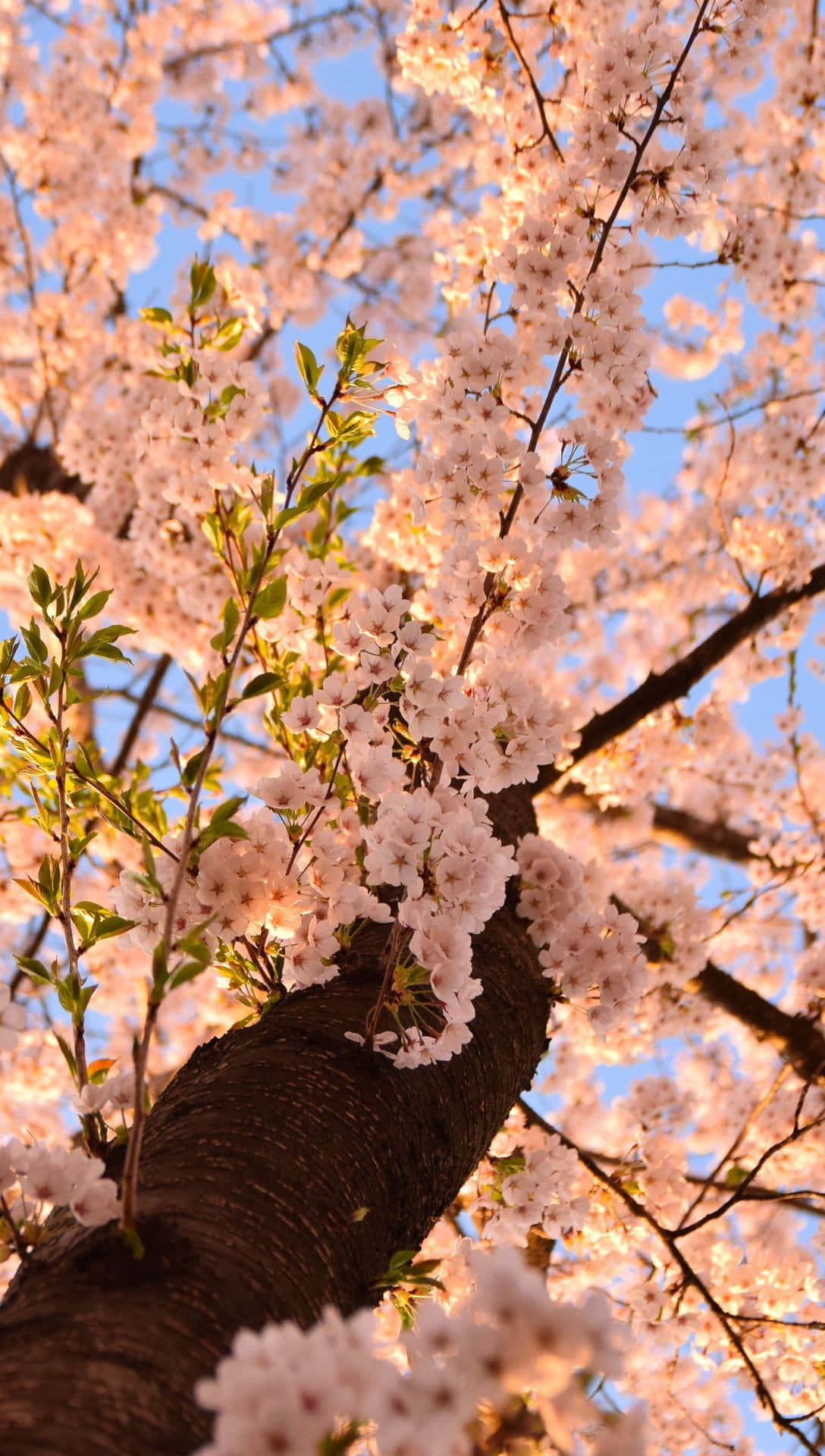 Shining Aesthetic Cherry Blossom Background