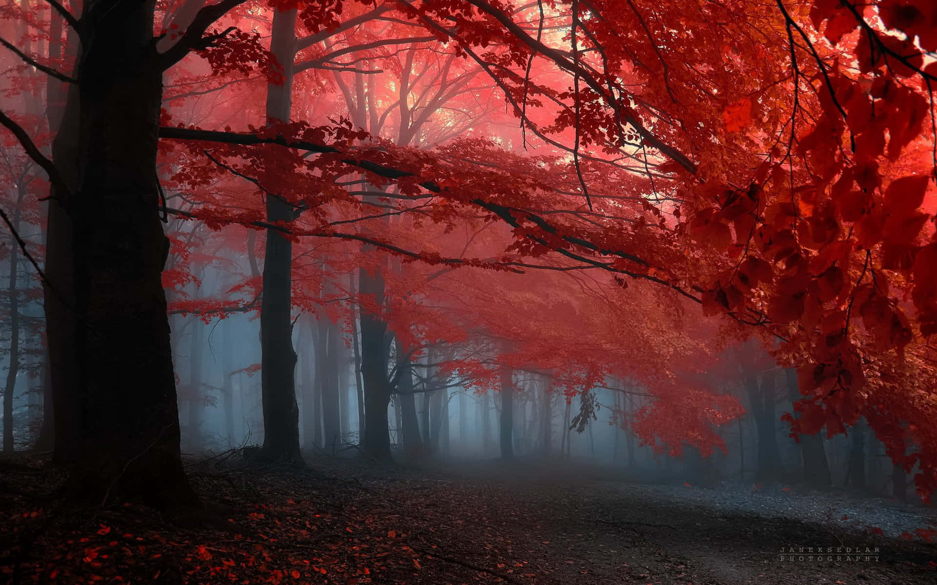 Shining Bright And Vibrant, The Red Forest Beckons Background