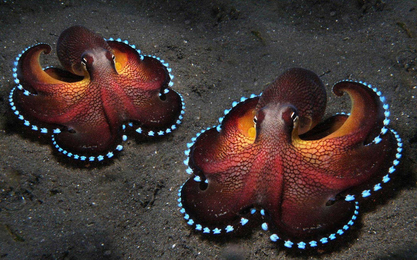 Shining Octopus Background
