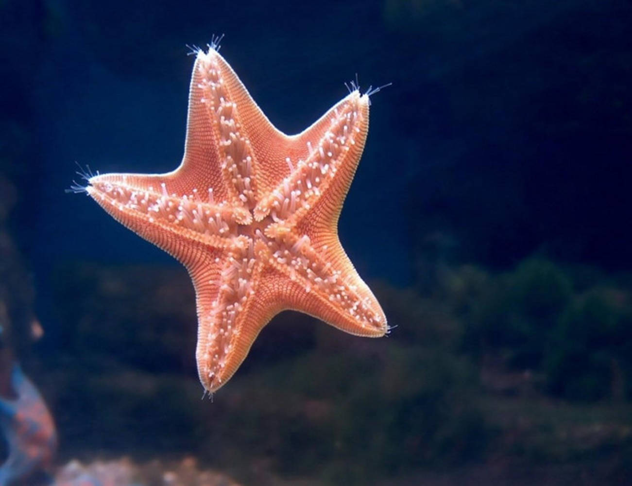 Shining Pink Starfish