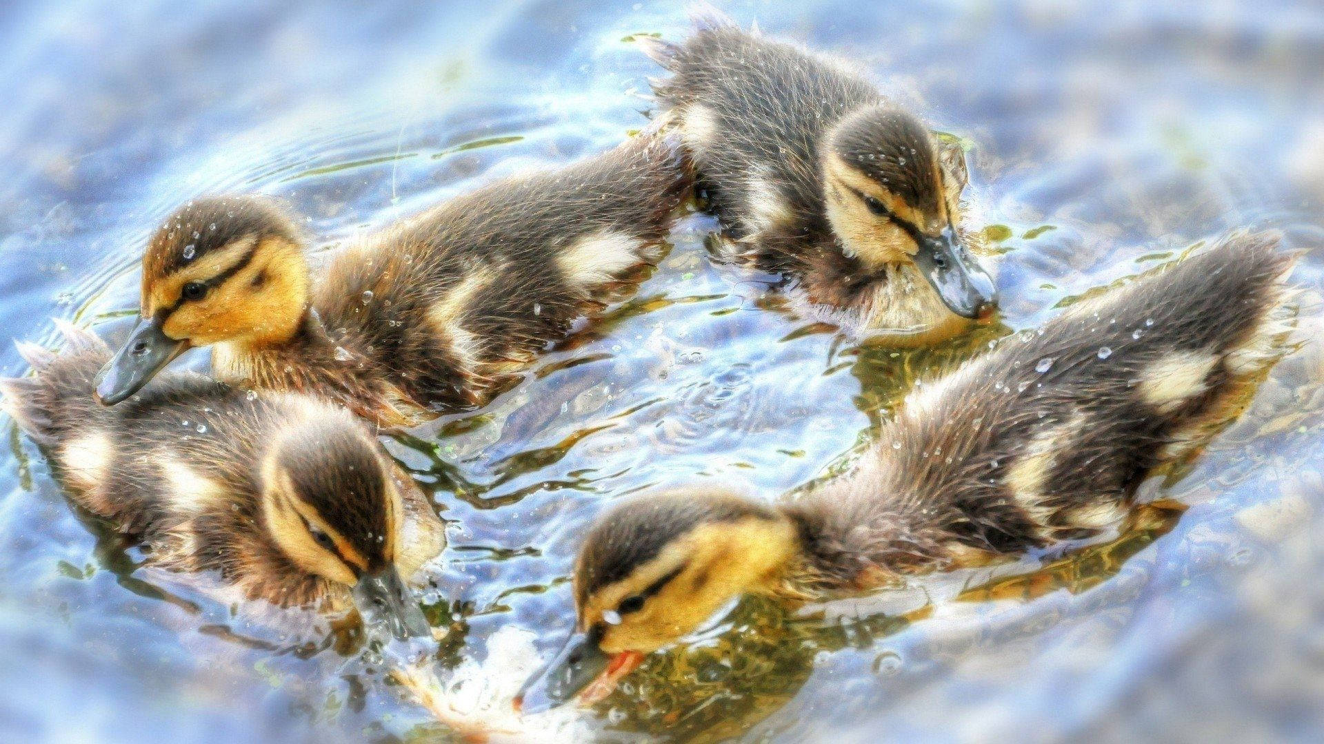 Shiny Baby Ducks Background