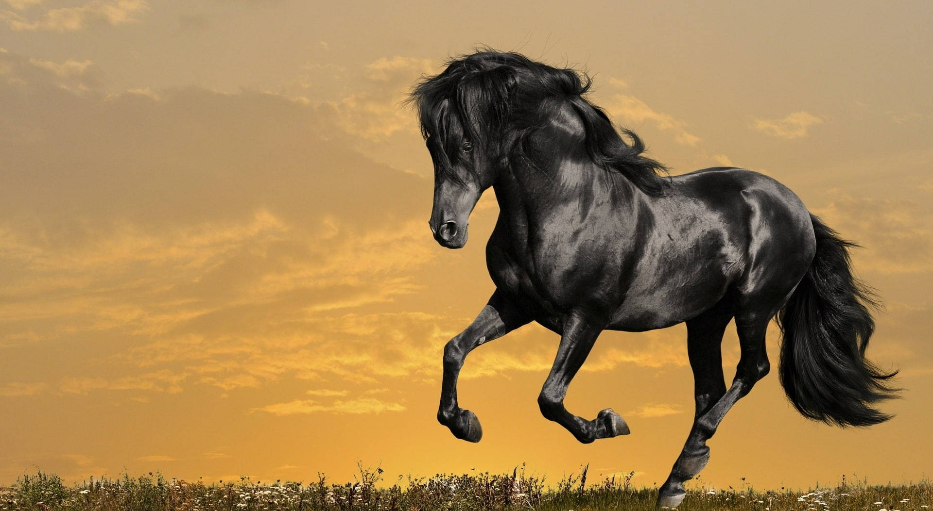 Shiny Black Running Horse Background