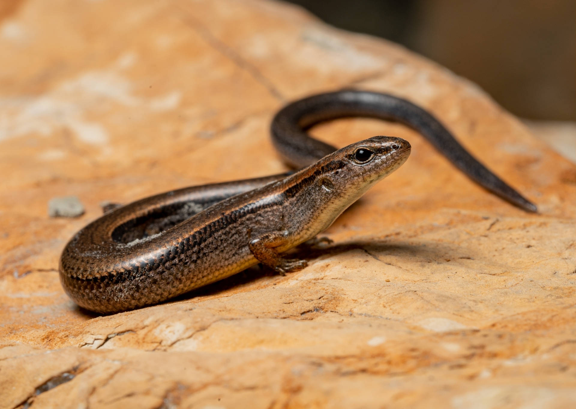 Shiny Brown Ground Skink Reptile