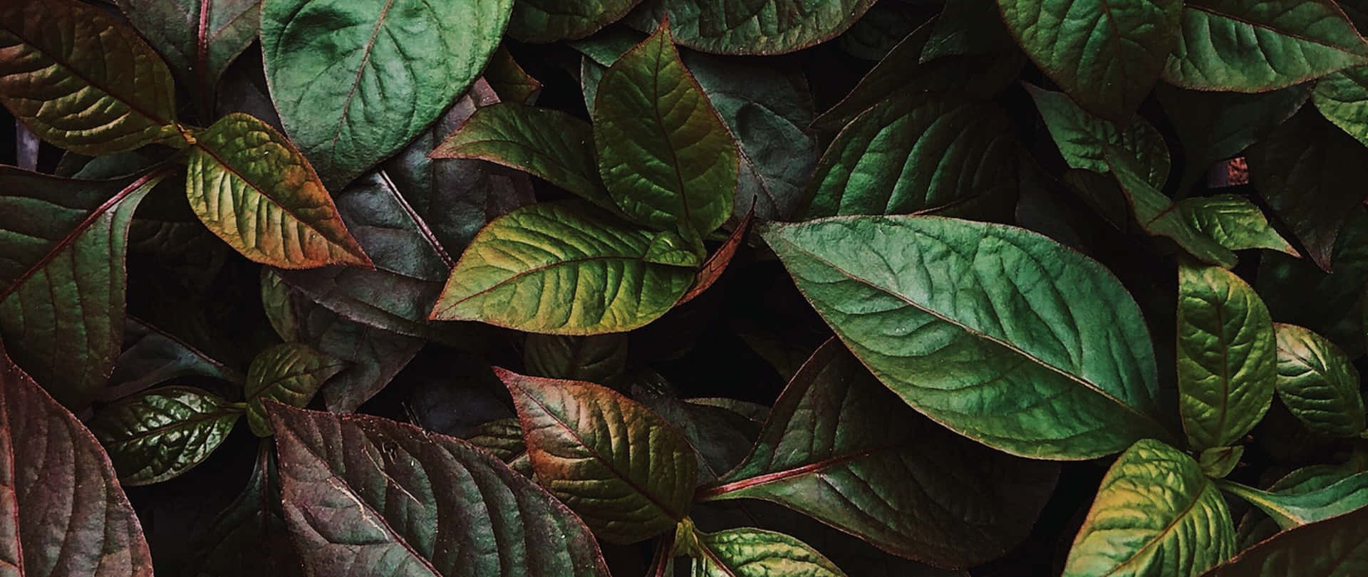 Shiny Leaves Background