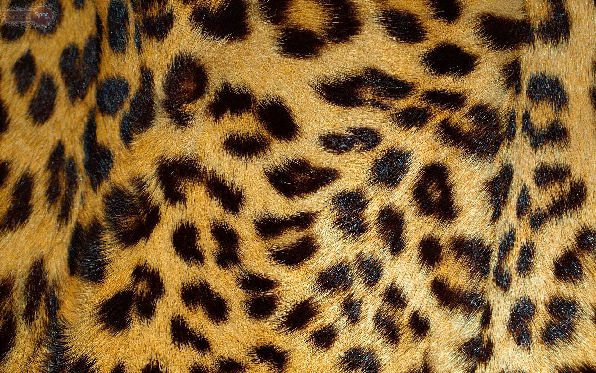Shiny Leopard Print Fur Background