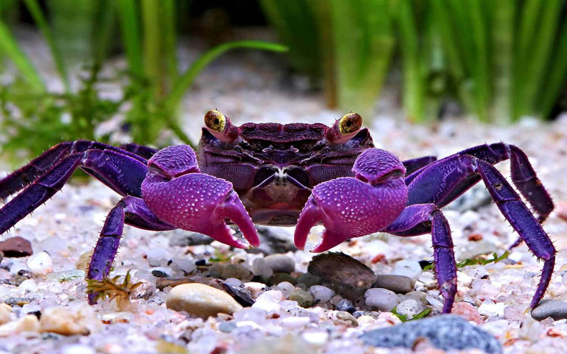 Shiny Purple Crab Background