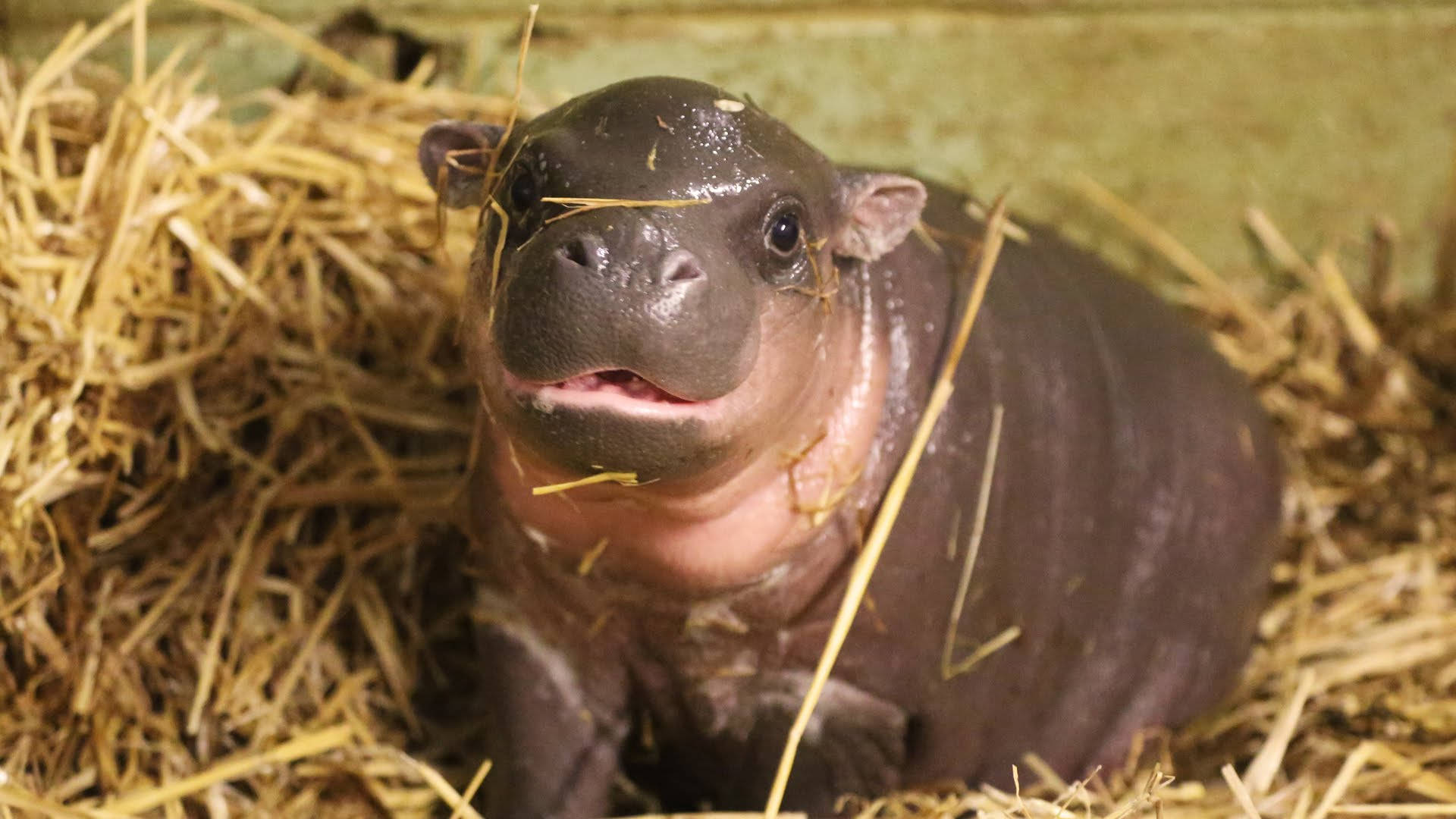 Shiny Skin Of Baby Hippopotamus Background
