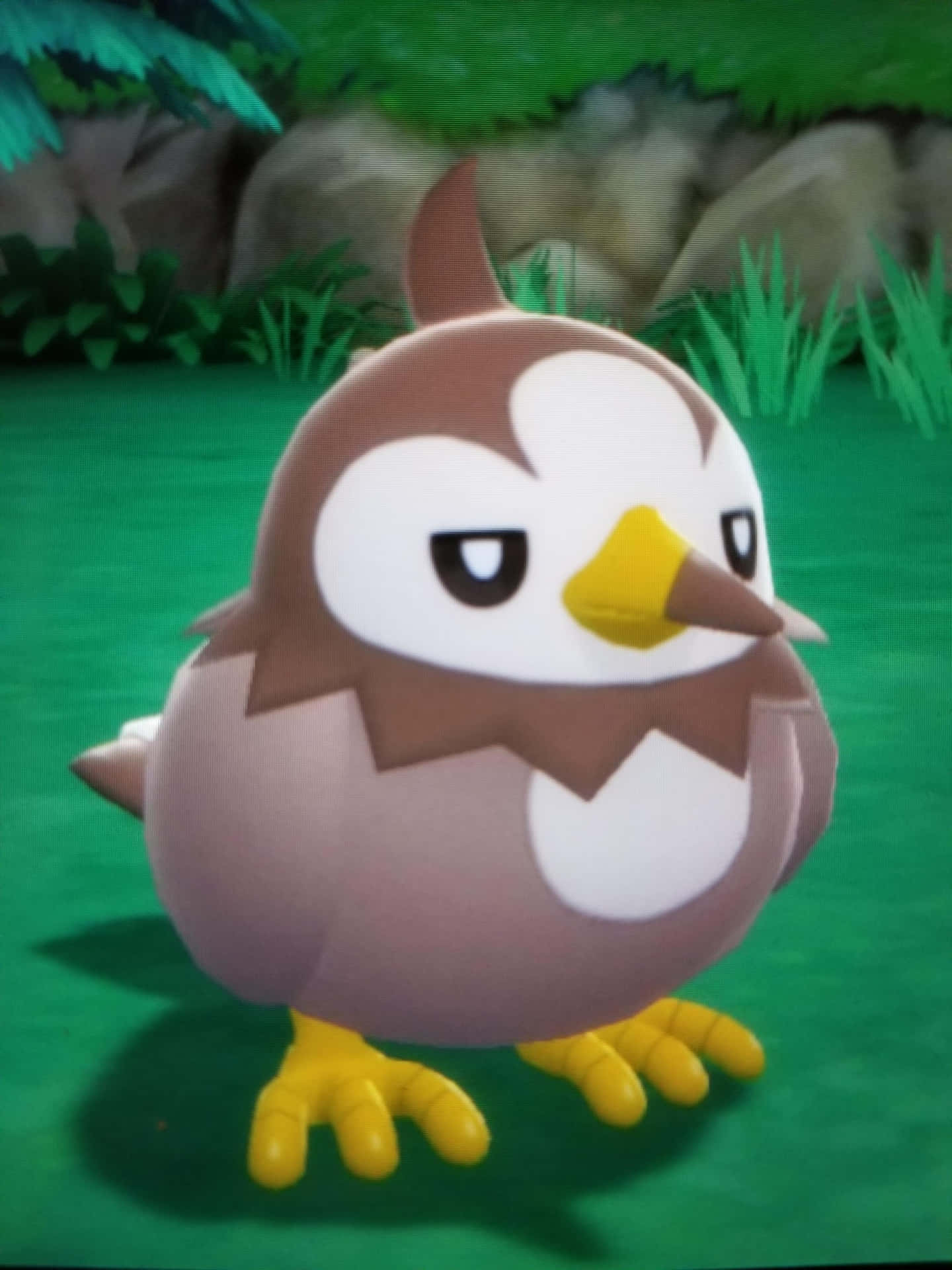 Shiny Starly Looking Annoyed Background