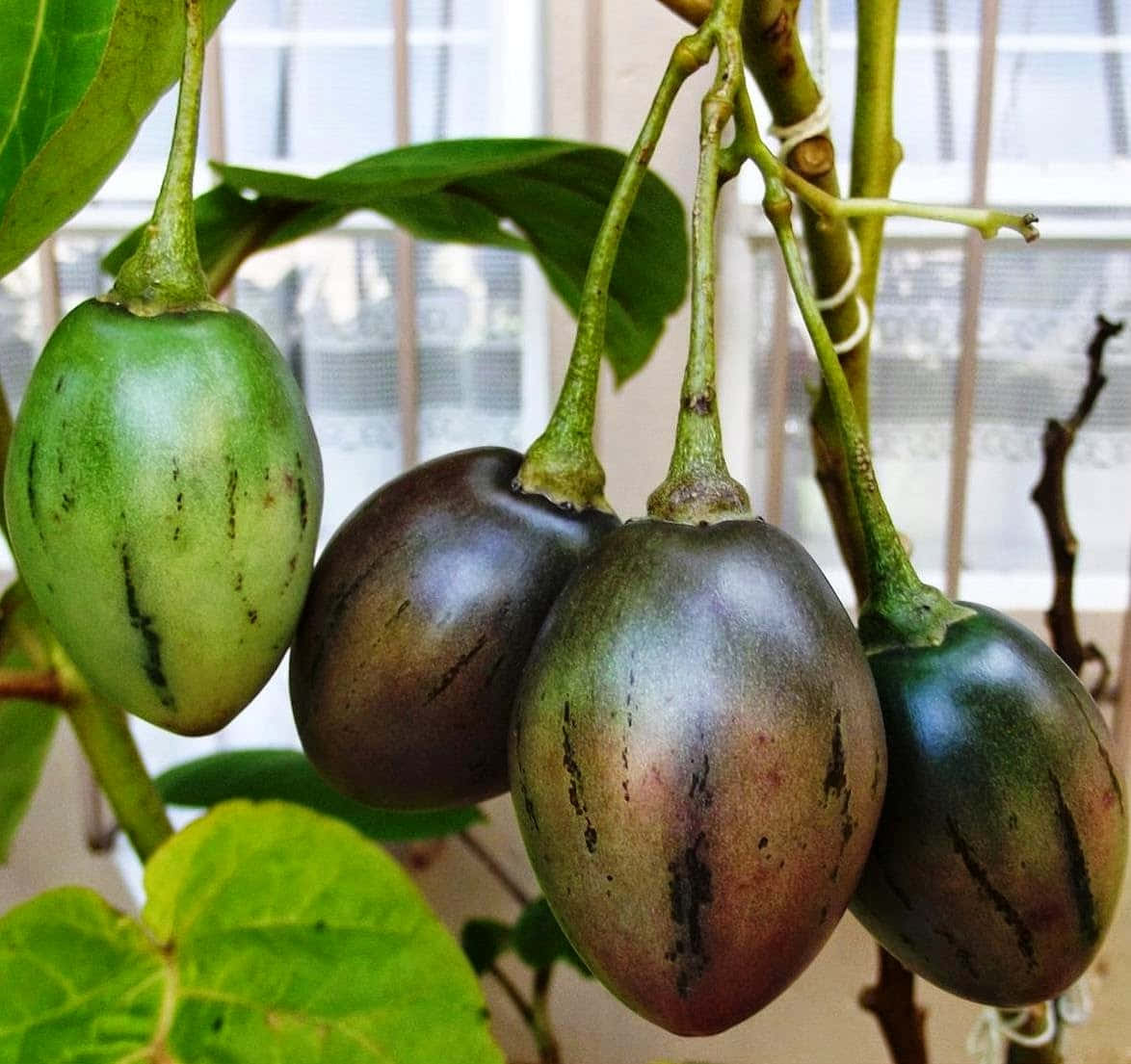 Shiny Tamarillo Fruit Medium Angle Shot Background